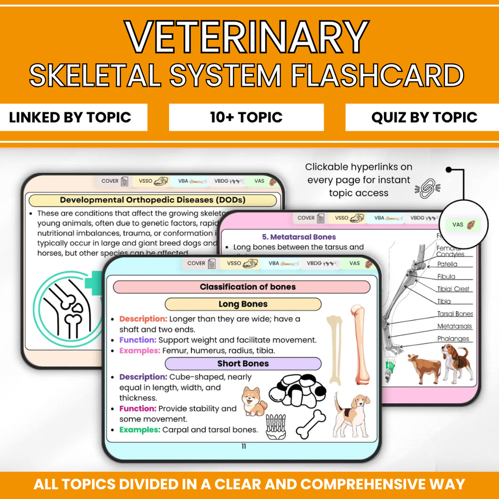 VETERINARY SKELETAL SYSTEM FLASHCARD