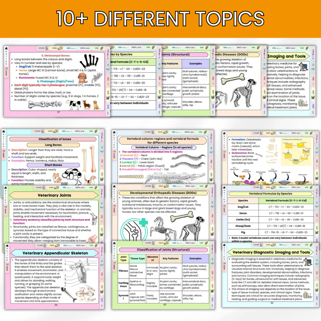 VETERINARY SKELETAL SYSTEM FLASHCARD