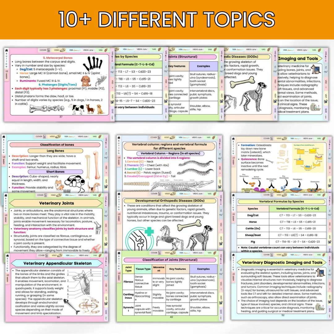 VETERINARY SKELETAL SYSTEM FLASHCARD